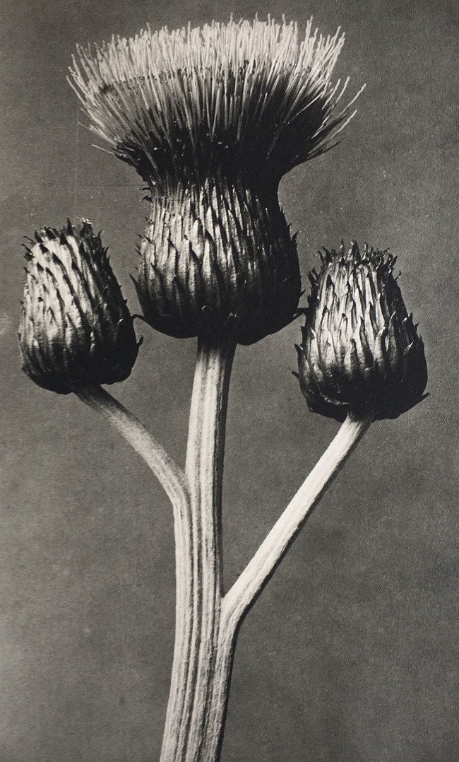 Karl Blossfeldt Photographer D O M E N E C H M I L A N